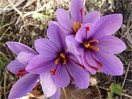 استفاده از پسماند گل زعفران به عنوان جاذب زیستی در حذف سرب از محلول‌ های آبی