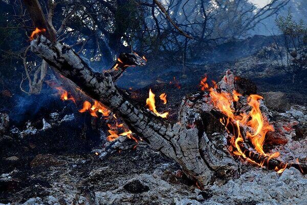 اطفای حریق جنگل های گیلان در ۶۲ نقطه/ سوختن ۵۰۰۰ نهال دست کاشت