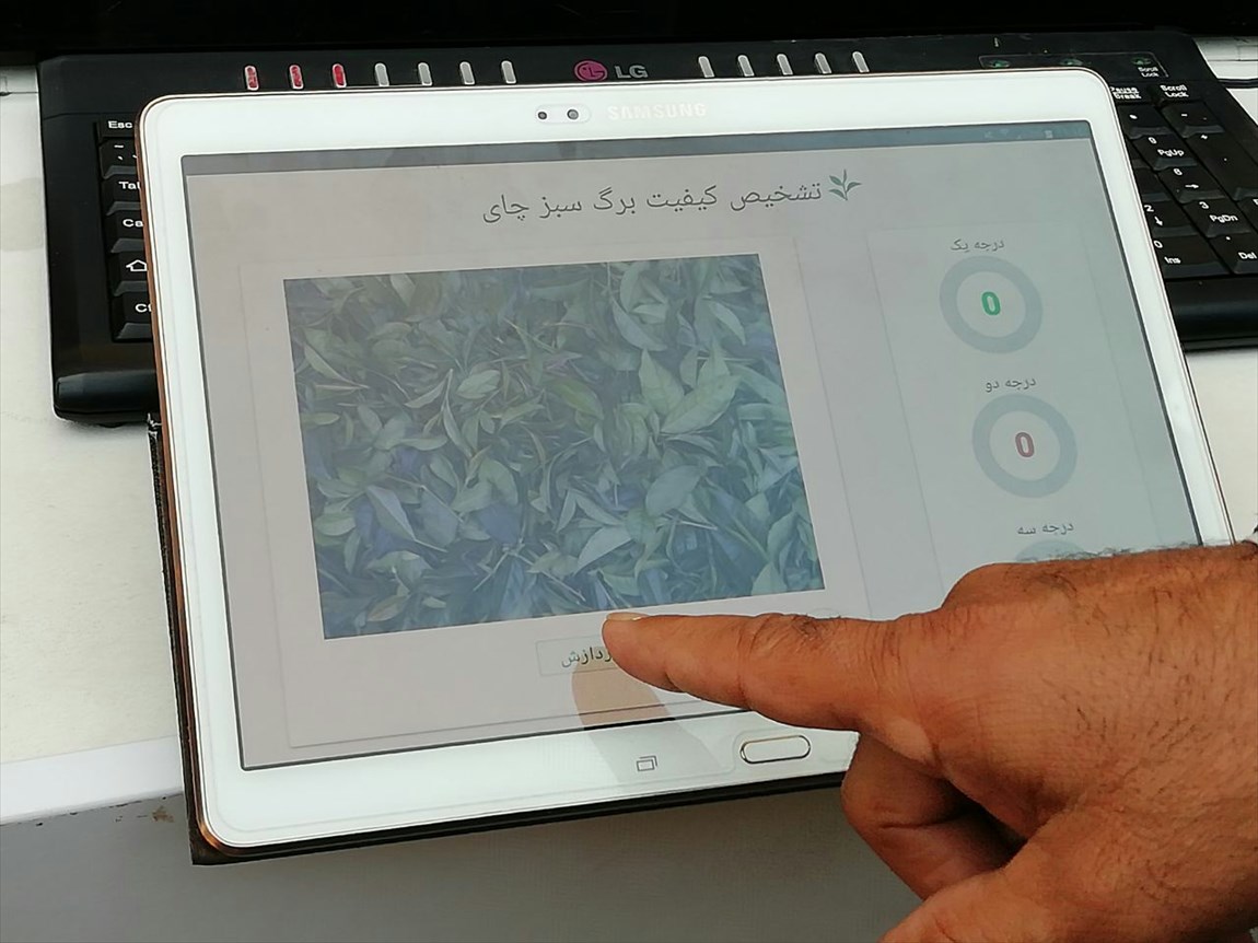 پروژه ساخت «دستگاه تشخیص کیفیت برگ سبز چای» نیازمند همکاری متخصصان سازمان چای