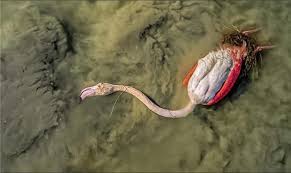 کل منطقه میانکاله تا اطلاع ثانوی قرنطینه است/ ممنوعیت صیدوشکار در میانکاله