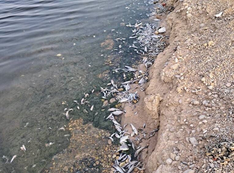 انتقاد مدیرکل محیط‌زیست خوزستان از تحقیقات بی‌نتیجه درباره مرگ ماهیان ماهشهر