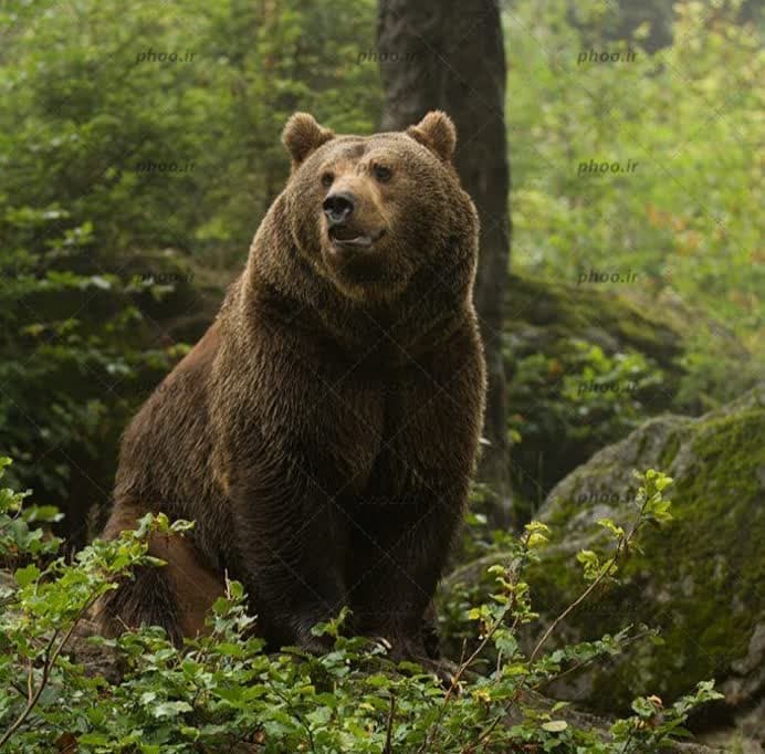 مشاهده خرس قهوه‌ای در ارتفاعات جنگلی گیلوندرود فومن + فیلم