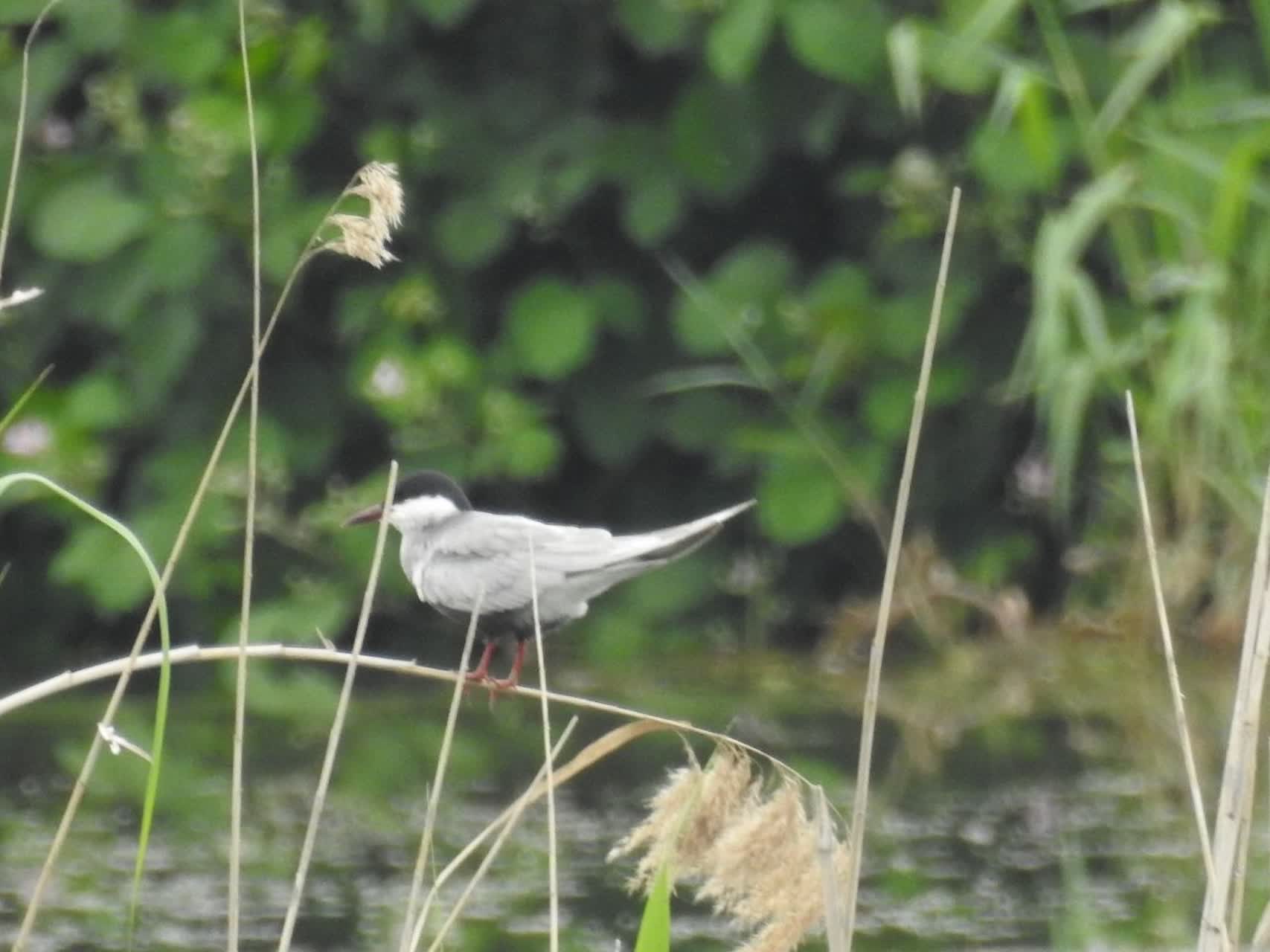 پیش قراولان پرنده های مهاجر مهمان آببندان های شهرستان املش