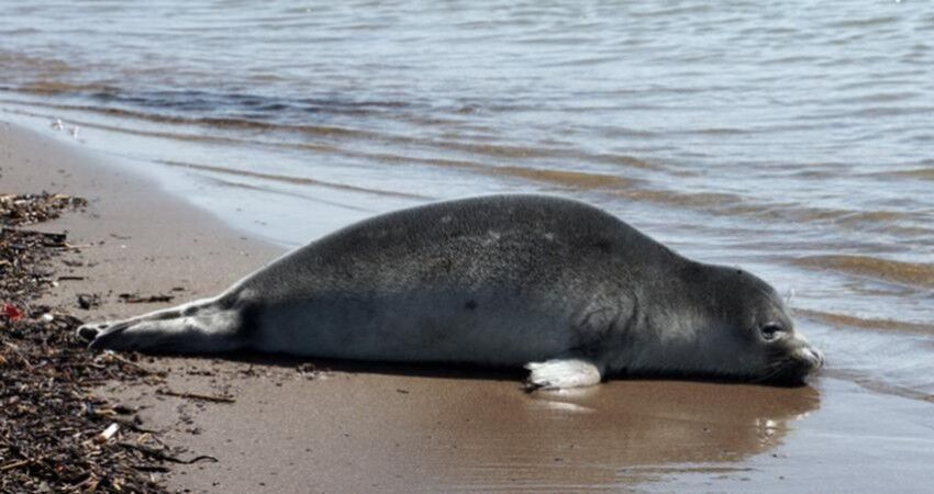 مرگ آرام فُک‌ خزری؛ زنگ خطر تکراری برای نابودی گونه‌های جانوری مازندران
