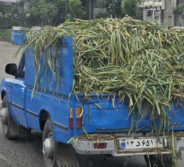 هشدار محیط‌زیست به سردخانه داران و کارگاه های سورتینگ محصولات کشاورزی در تالش و آستارا