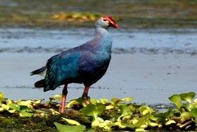 بازگشت طاووسک مصدوم به دامن حیات وحش آستارا