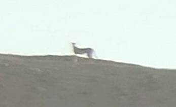 برای اولین بار در بیش از یک دهه گذشته ۲ قلاده یوزپلنگ آسیایی در پناهگاه حیات‌وحش نایبندان مشاهده شد