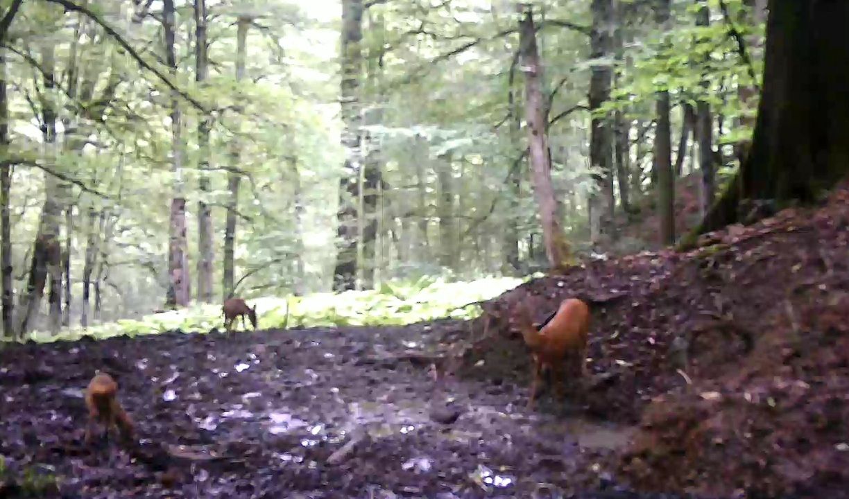 ثبت لحظه‌های بی‌نظیری از شوکاها در دل جنگل‌های هیرکانی لنگرود؛ نشانه‌ای از پویایی زیست‌بوم‌های گیلان + فیلم