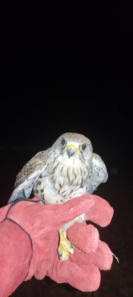 رهاسازی یک بهله دلیجه معمولی در پارک ملی بوجاق؛ نمادی از همیاری شهروندان و پویایی زیست‌بوم