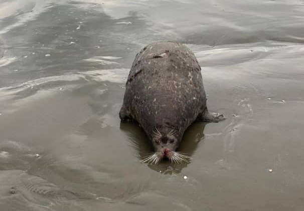 به لاشه فوک‌ها دست نزنید! به محیط‌زیست، دامپزشکی یا دهیاران اطلاع دهید!