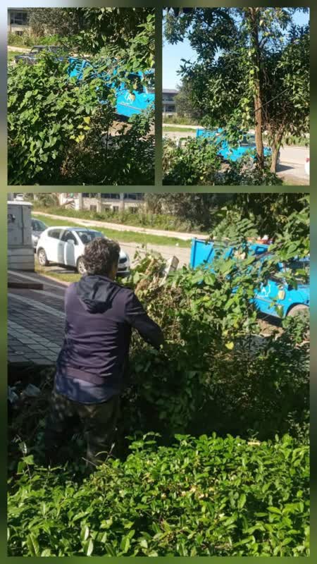 مرحله دوم مقابله با گیاه مهاجم «آروجیا» در سوستان شهرستان لاهیجان