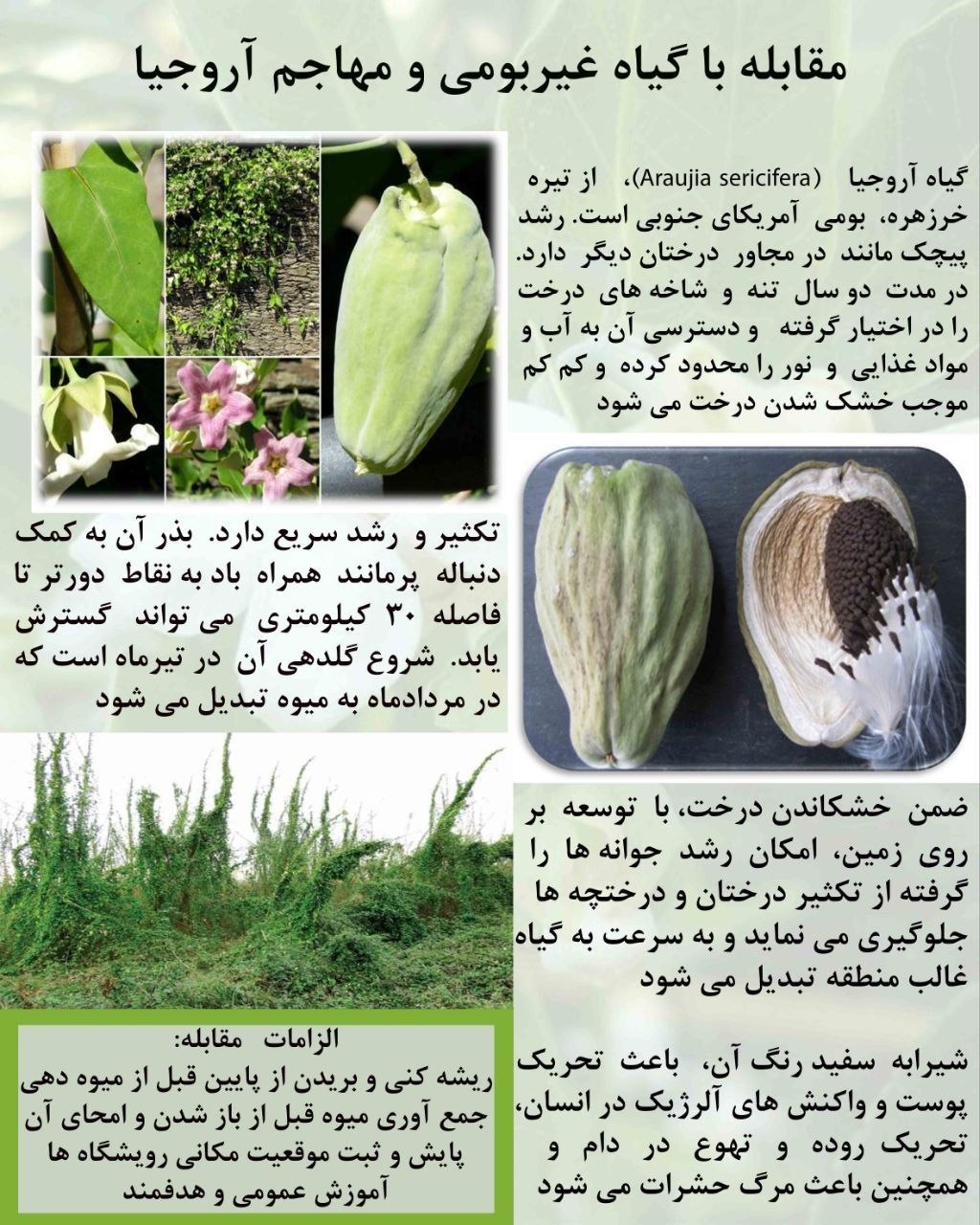 «آروجیا» در کمین طبیعت و باغ‌های شهری