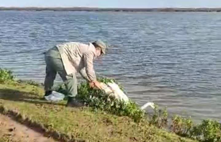 نجات و رهاسازی قوی گنگ گرفتار در تله صیادان غیرمجاز در تالاب بین‌المللی بوجاق + فیلم