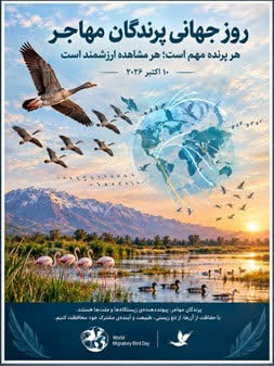 روز جهانی پرندگان مهاجر؛ هر پرنده مهم است، هر مشاهده ارزشمند است
